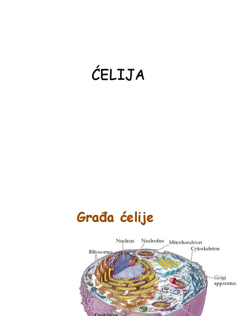 Ađa Ćelije 2016 | PDF