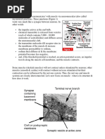 Muscle Notes.pdf