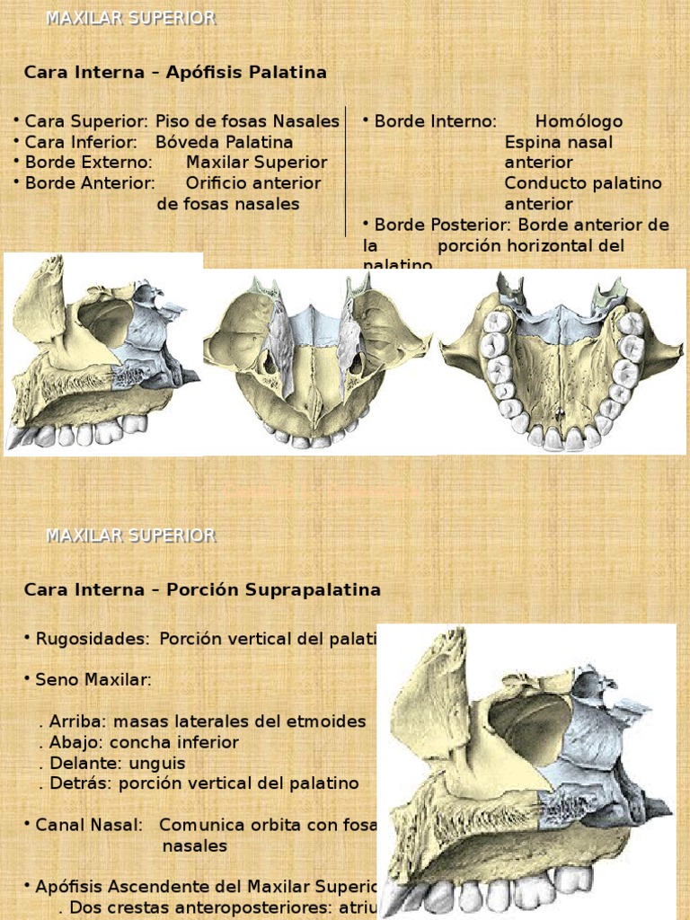 Maxilar Superior | Cabeza y cuello humanos | Sistema esquelético