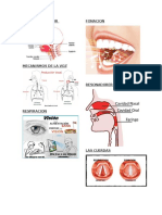 Aparato Fonador
