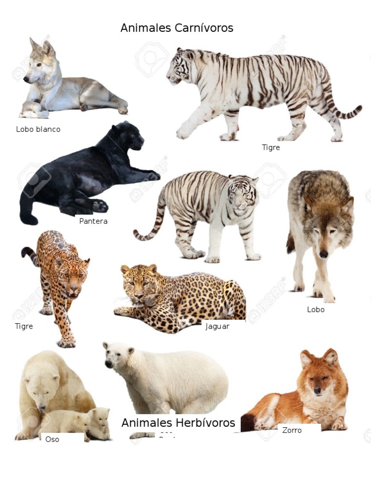 Imagenes De Animales Herbívoros Y Carnivoros