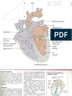 Heart Diagram Iniation of Heart Beat
