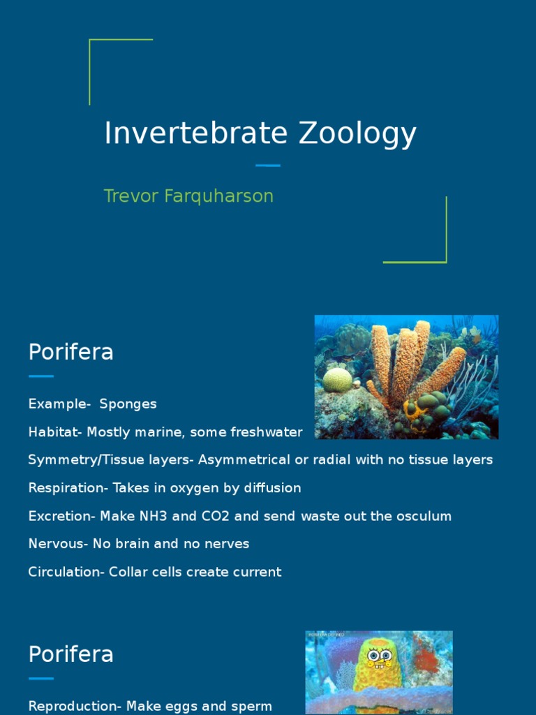 Invertebrate Zoology | PDF | Skeleton | Sponge