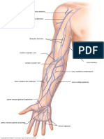 vein upper anatomy 1 13