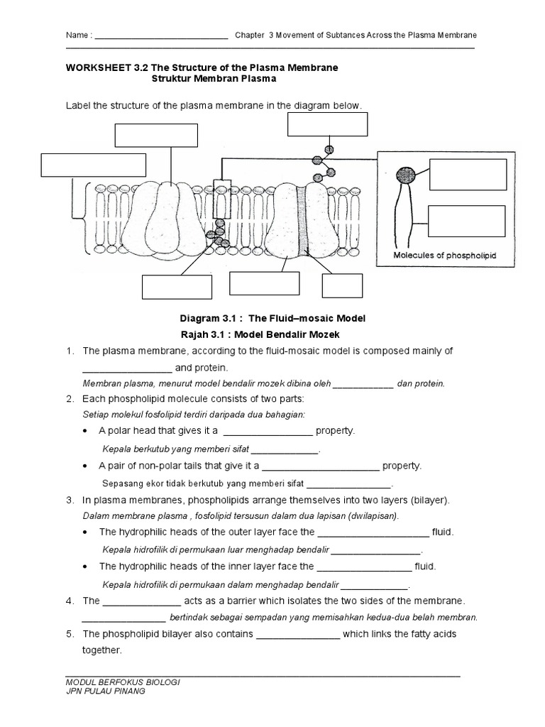 Plasma Membrane Diagram Worksheet Regarding Cell Membrane Images Worksheet Answers