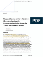 The Caudal Spinal Cord of Coho Salmon