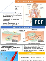 Sistema Endocrino Grupo 5