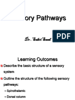 Sensory System - Pathways