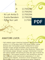 Anatomi Liver