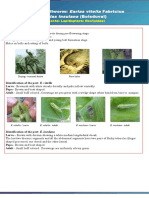 All Bollworm Pests