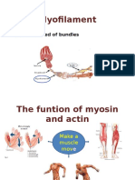 Structure of skeletal muscle myofilaments