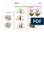 Anaya 6º Conocimiento del medio transparencias.pdf