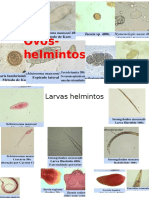 Helmitos-Adultos, Larvas e Ovo