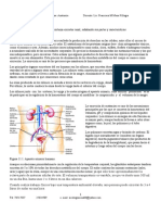 Unidad Vi Aparato Excretor Renal