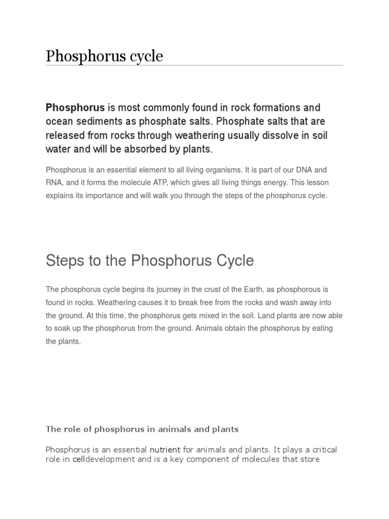 Understanding the Phosphorus Cycle | PDF