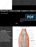 Muschii Intercostali