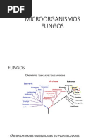 MICROORGANISMOS FUNGOS