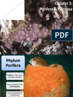 - Porifera & Placozoa 2012