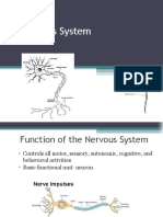 Nervous System For Nursing