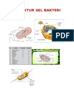 Struktur Sel Bakteri
