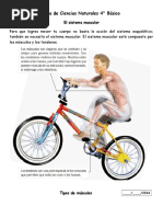 Guia Sistema Muscular 4°