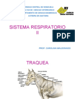 SISTEMA RESPIRATORIO