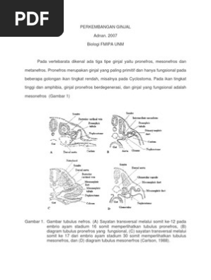 Download 57 Gambar Ginjal Pronefros Terbaru HD