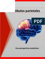 Lobulos parietales completo.pdf