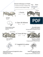 Pecíolo: Guía para Identificación de Hormigas en El Viñedo