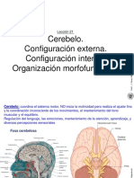 Leccion 21 Cerebelo. Configuracion Externa e Interna