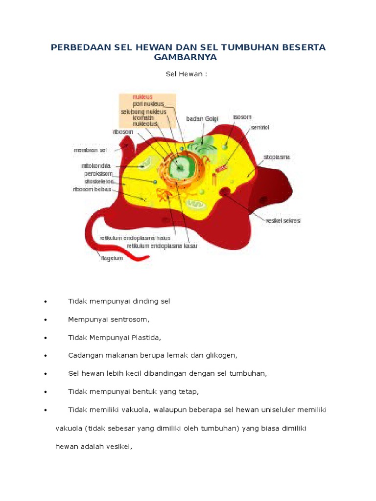 Bagian Bagian Sel  Hewan  Beserta  Gambarnya  Berbagai 