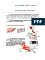 ANATOMÍA Y FISIOLOGÍA DEL SISTEMA MUSCULAR.pdf