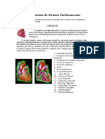 Componentes Do Sistema Cardiovascular