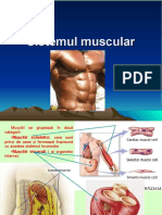 Sistemul Muscular Didactic