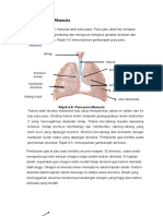 Sistem Pernafasan Manusia