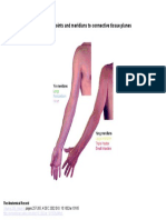 Relationship of Acupuncture Points and Meridians To Connective Tissue Planes