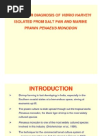 Download Molecular Diagnosis of Vibrio Harveyi Isolated From Salt  by microkannan SN34510669 doc pdf