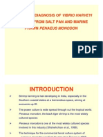 Molecular Diagnosis of Vibrio Harveyi Isolated From Salt 