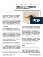 Pulgas de Gato PDF