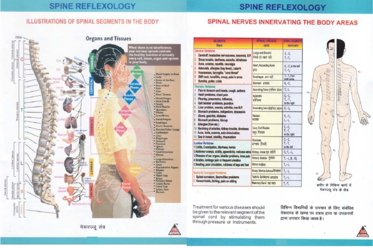 03 Spine Reflexology