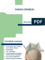 Cavidad Craneal