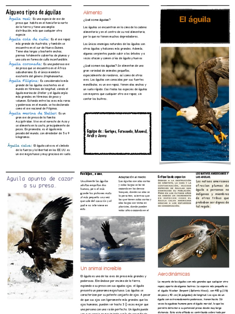 El Aguila | PDF | Aves de presa | Águila calva