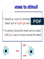 Responses To Stimuli of Amoeba