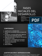 Fases Iniciales Del Desarrollo