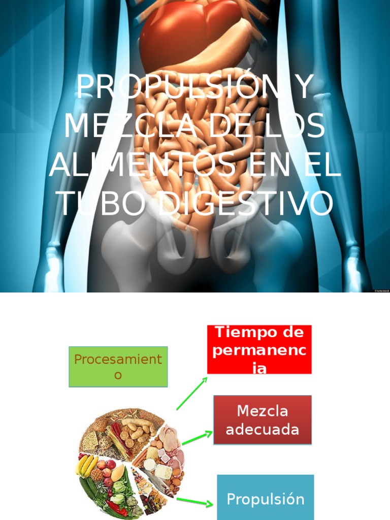 Propulsión y Mezcla de Los Alimentos en El | Esophagus | Digestive System