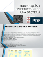 Morfología y Reproducción de Una Bacteria