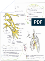 Cingulo prof. mateus.pdf