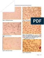 Hematology PDF