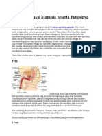 Alat Reproduksi Manusia Beserta Fungsinya