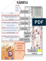 particularidades MPlasmática
